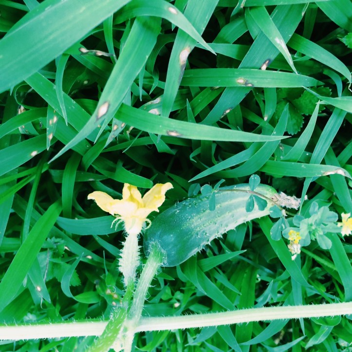 Processed with VSCOcam with c1 preset