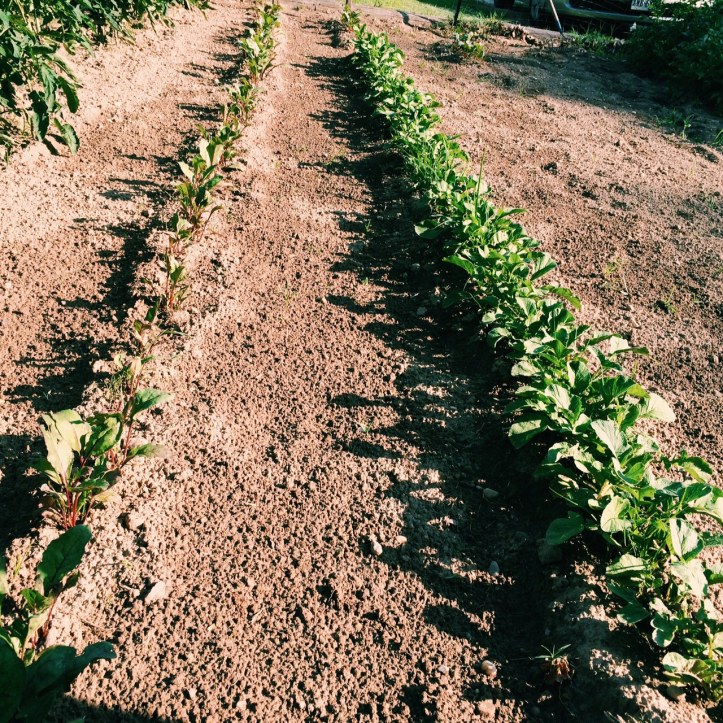 Left to Right: beets and reddish