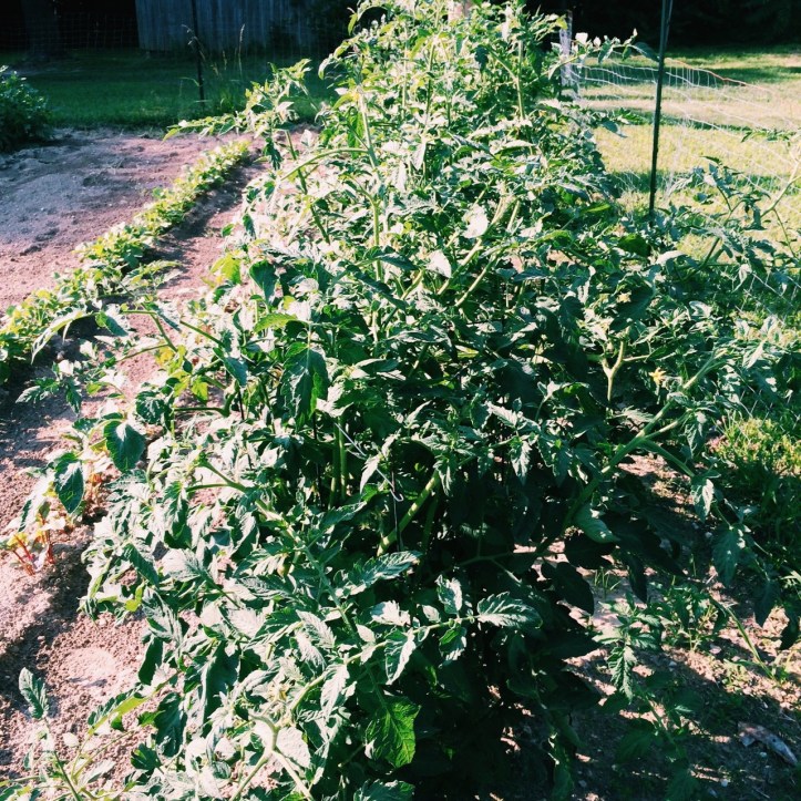 Processed with VSCOcam with c1 preset