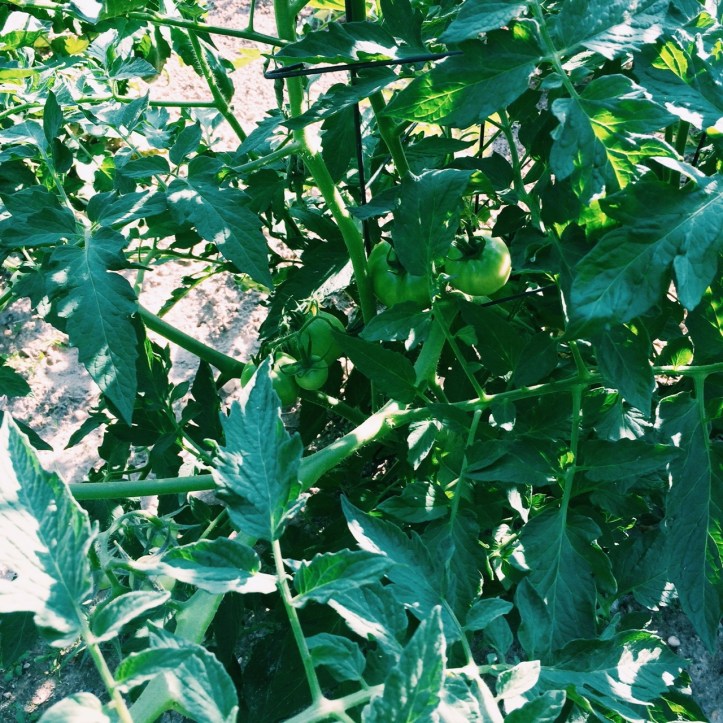 Processed with VSCOcam with c1 preset