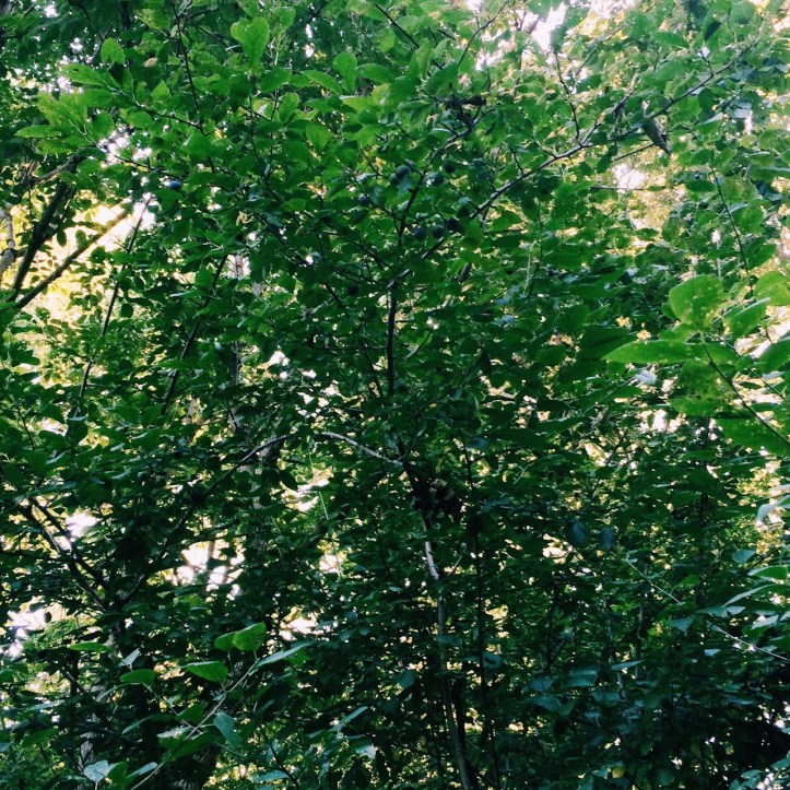 Processed with VSCOcam with c1 preset