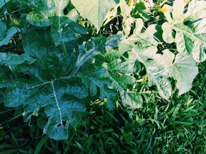 Processed with VSCOcam with c1 preset